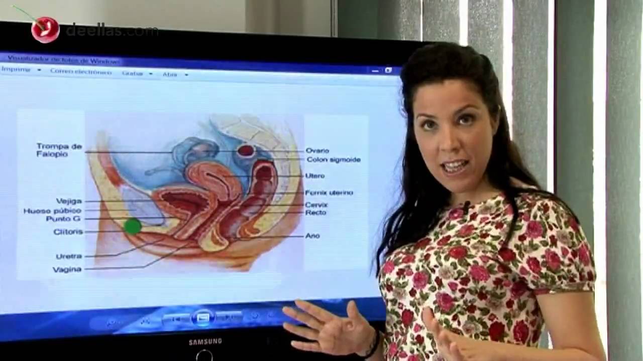 Los órganos sexuales de la mujer