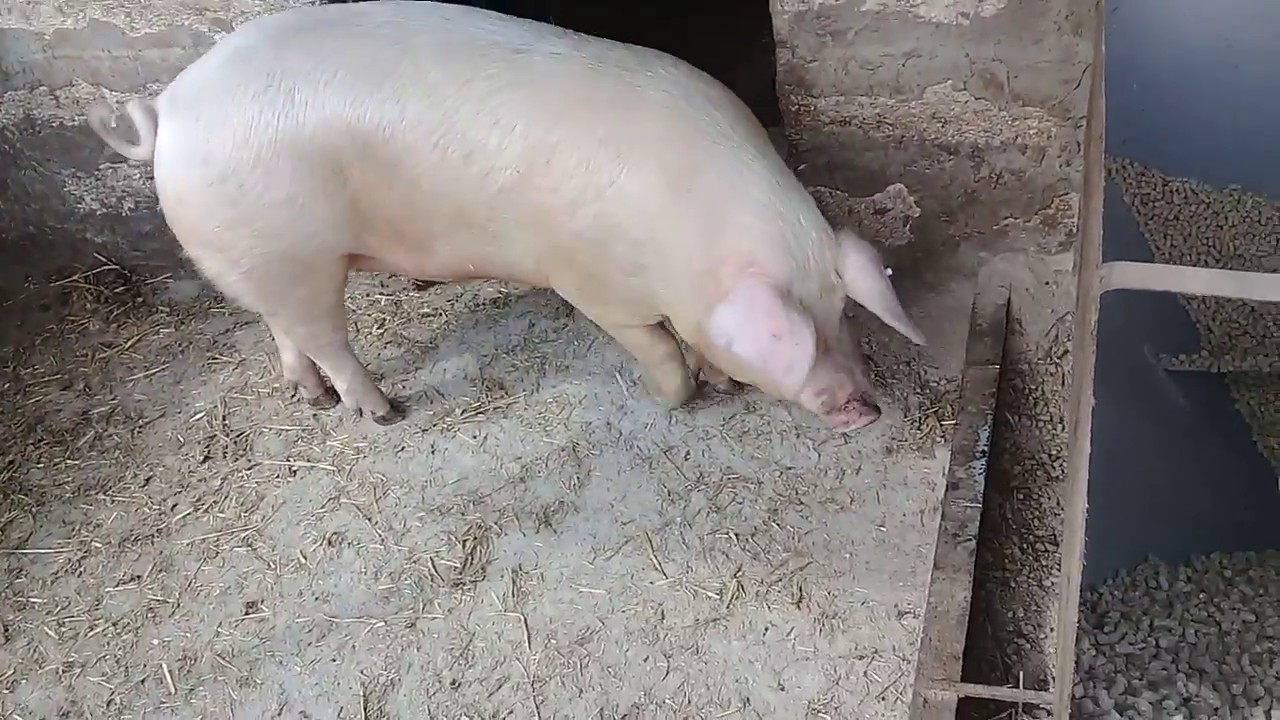 Супер корма для свиней по ГОСТу!!!!