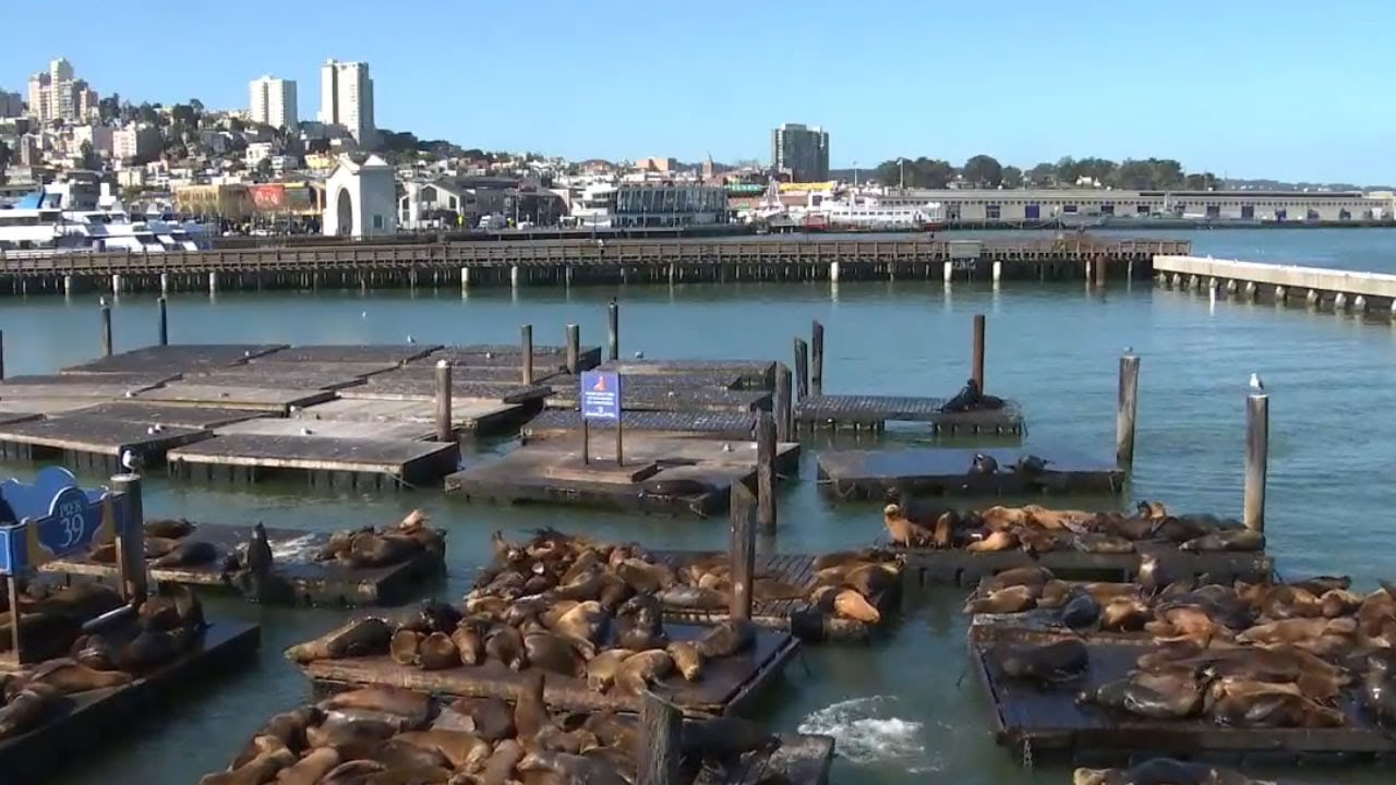 WATCH LIVE: Sea lions lounging at San Francisco's Pier 39