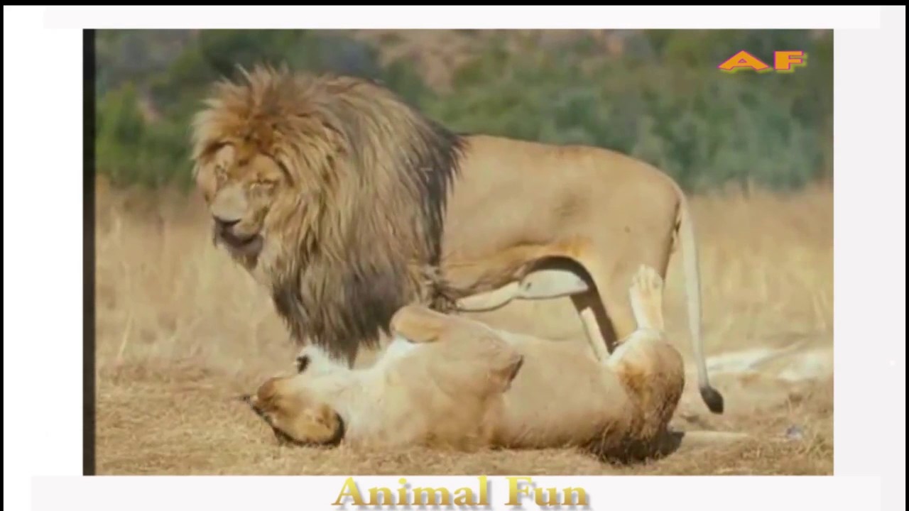 NATGEO DOCUMENTARY - THE LION RETURN - Nature Hd Documentary