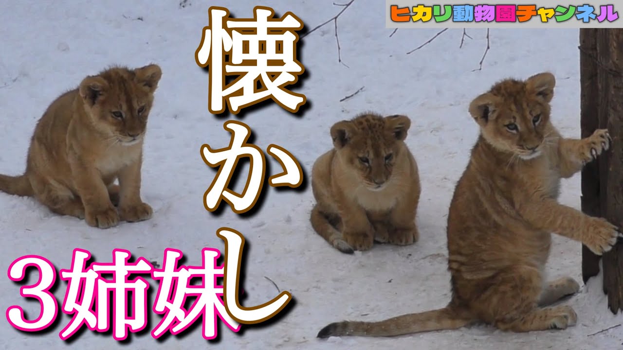 フウレイイト3姉妹。仲良しやんちゃな美人姫達とオリトイオファミリー。今は見ることができない家族の姿＠旭山動物園3sis lion cube Orito Family