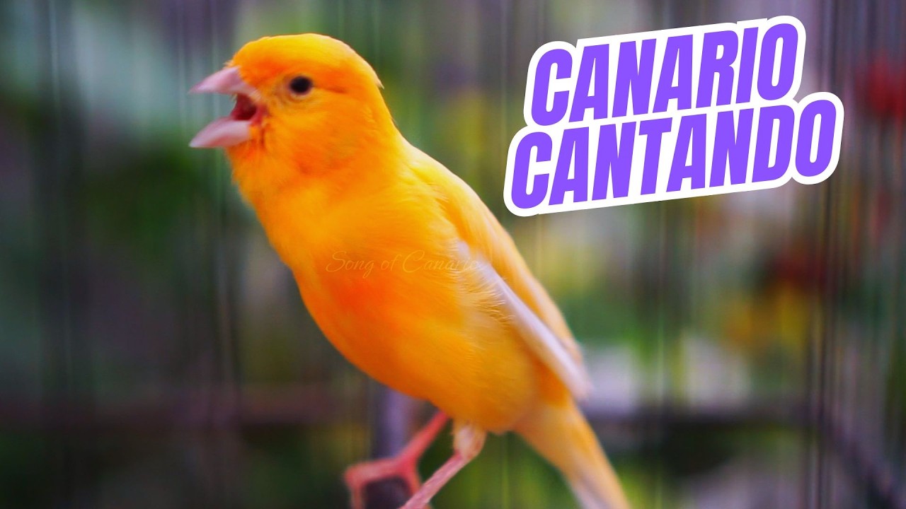 Canário Belga Cantando Muito: O Melhor Canto para Treinar seu Pássaro #16