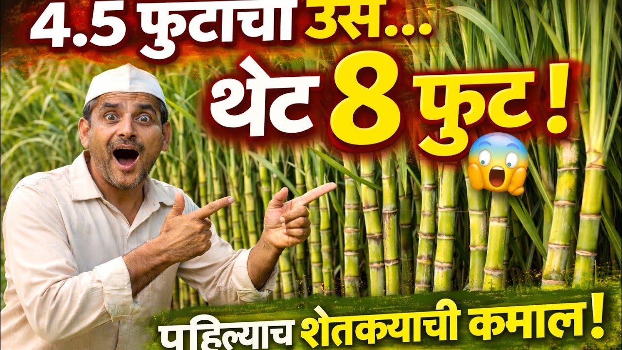 4.5 फुटांवरून थेट 8 फूट उसाची जाडी व संख्या पाहून थक्क व्हाल पहिल्याच शेतकऱ्याने केली यशस्वी ऊस शेती
