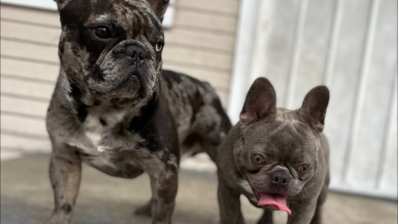 Standard vs. Micro size Frenchie #frenchbulldog