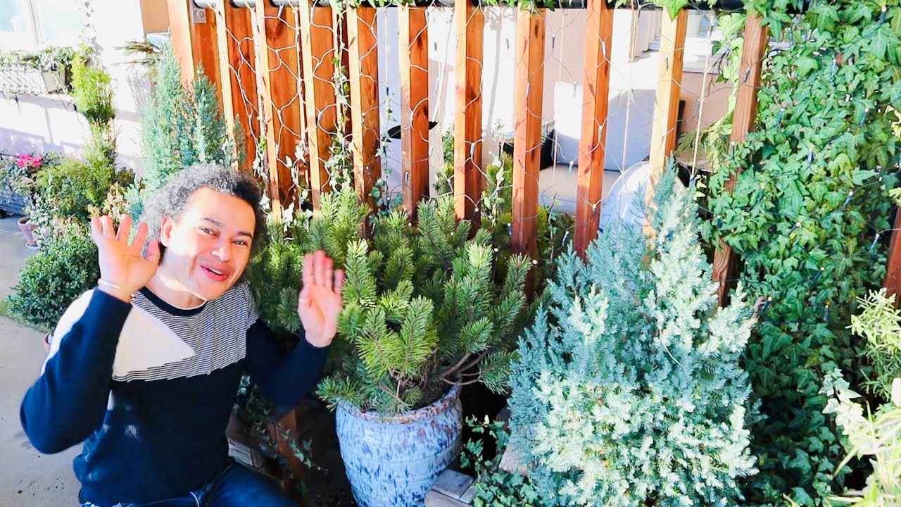 How to Repot Pinus Mugo Mughus  - Outdoor Terrace Garden