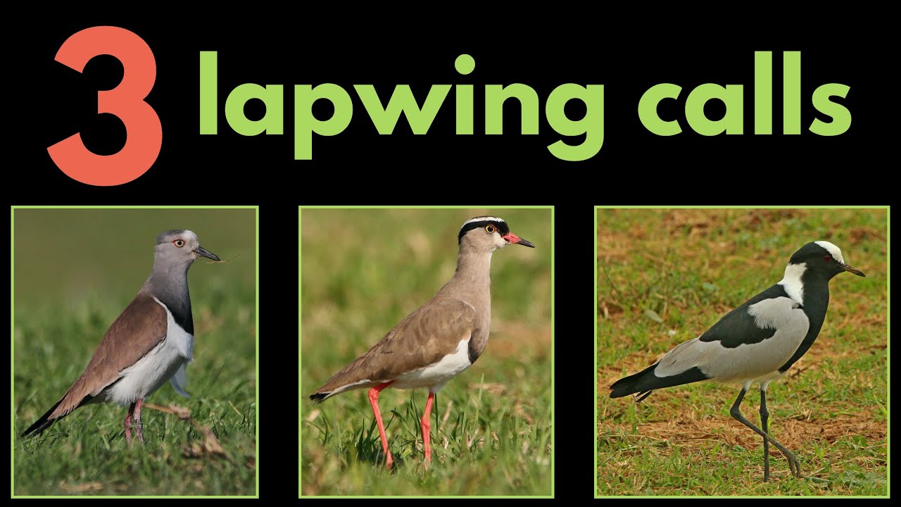 3 LAPWING CALLS from Southern Africa