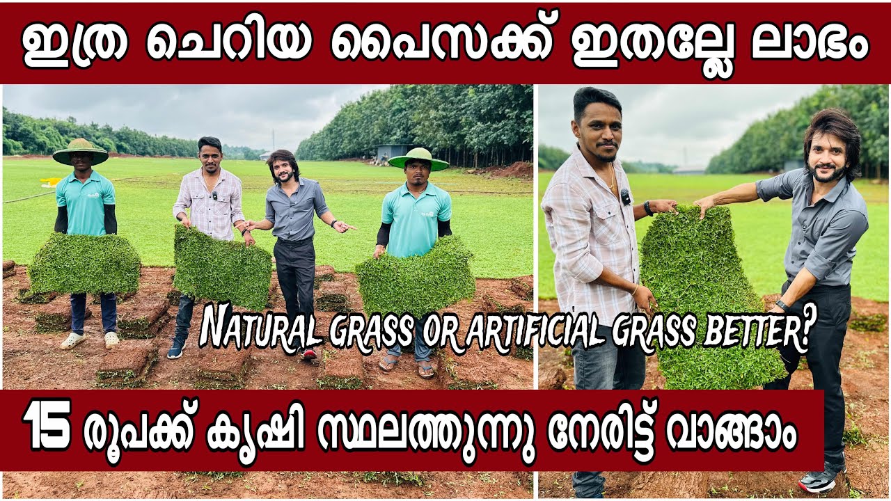 15 രൂപക്ക് പേള്&zwj; ഗ്രാസ്സും വെരിഗേറ്റഡും ഇതാണ് വീട്ടില്&zwj; വിരിക്കണ്ടത് തണുപ്പും ശുദ്ധവായുവും കിട്ടും