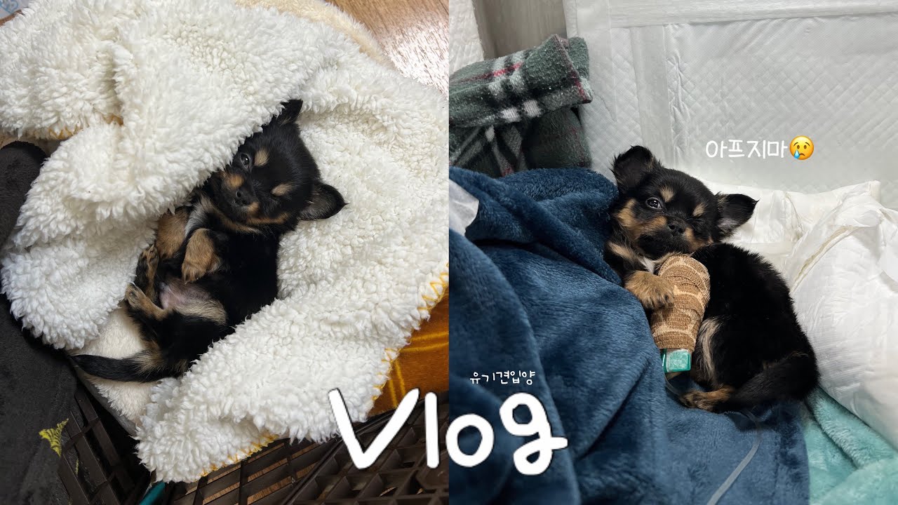 VLOG | 포인핸드 | 유기견 입양 브이로그 | 오자마자 아파서 위험할뻔한 이야기