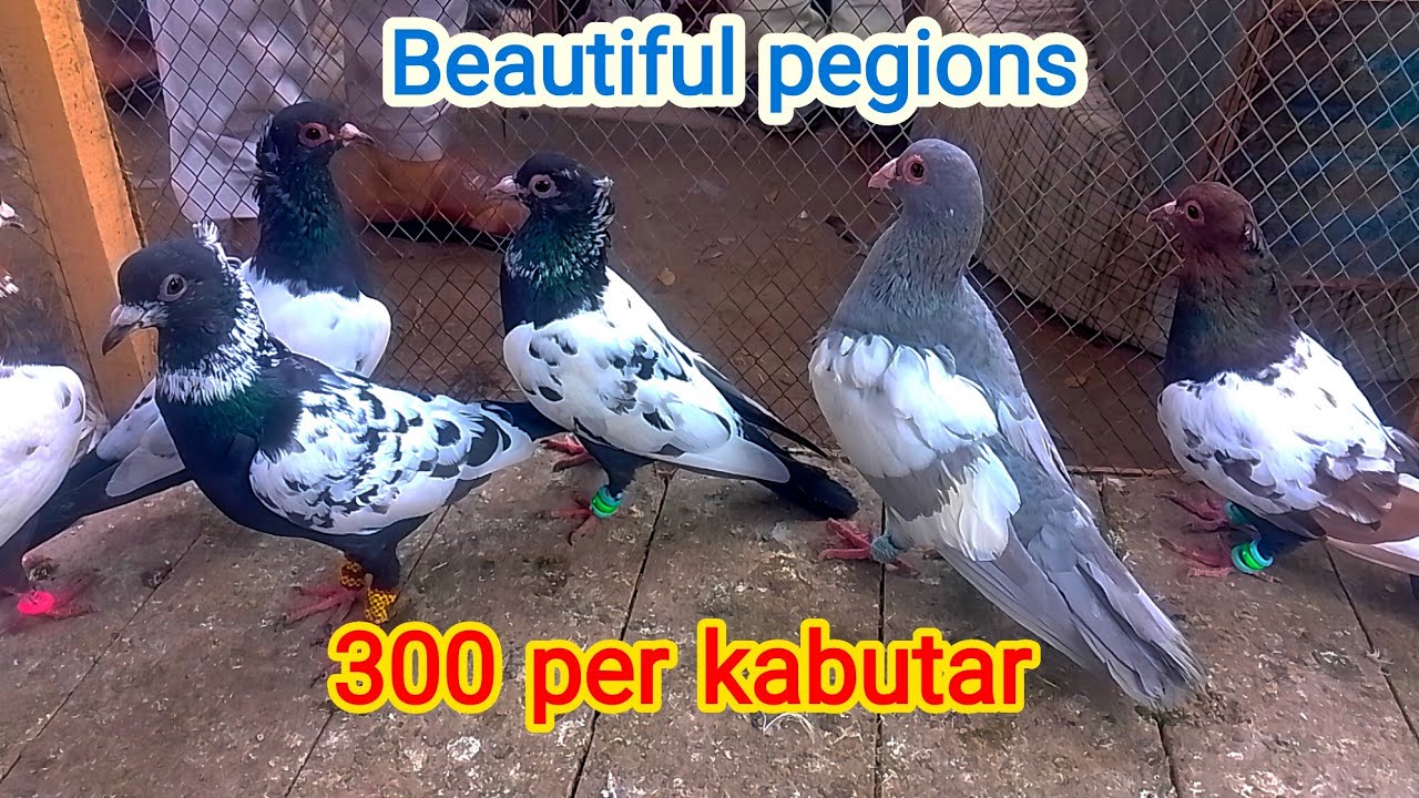 Multan kabootar mandi| multan kabutar mandi| Ch Junaid pegions| fighter kabutar|rangeen kabutar|bird