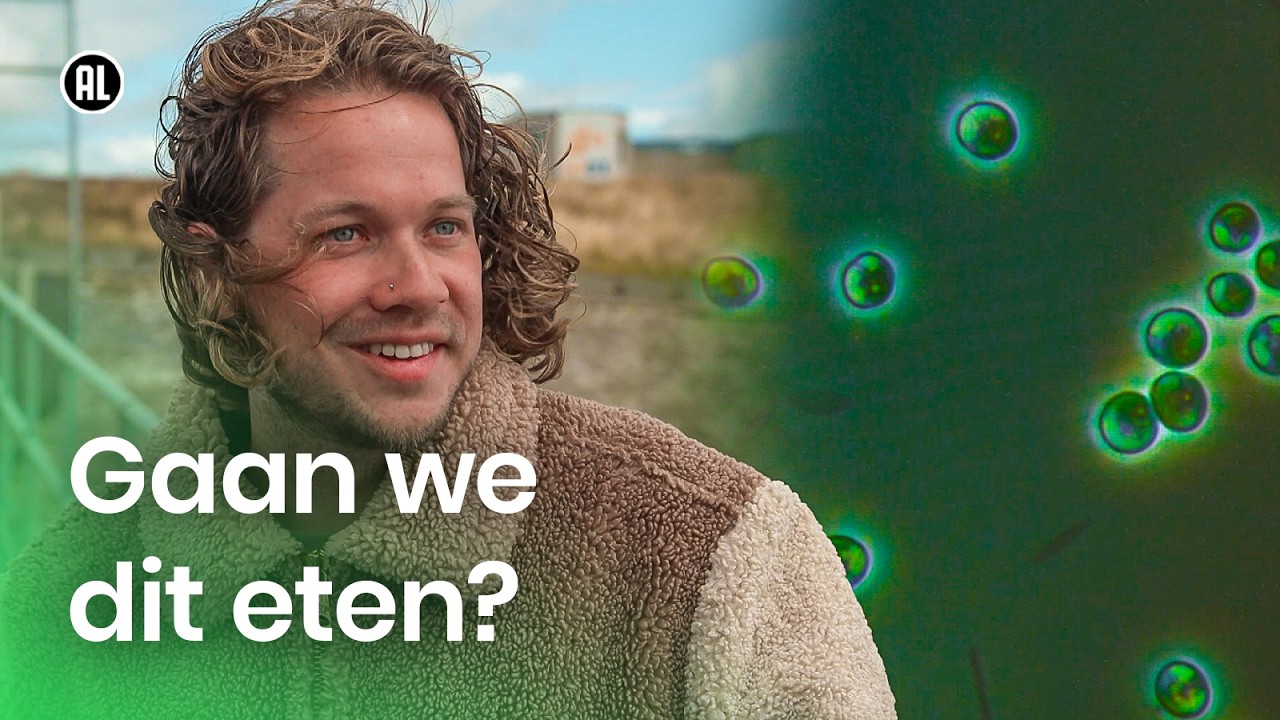 Wat zijn algen?
