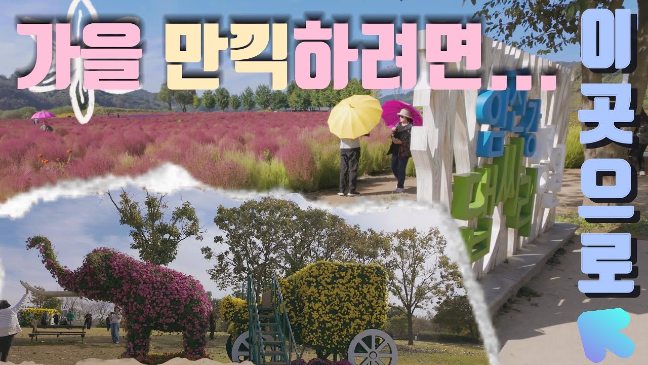 연천 국화꽃 축제 / 임진강 댑싸리 정원