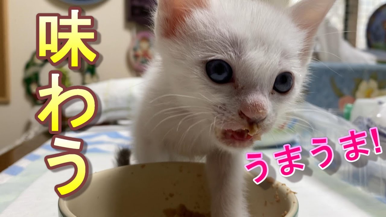 離乳食が美味しすぎて舌をペロペロしながら味わう生後31日目の猫の赤ちゃん【保護猫】
