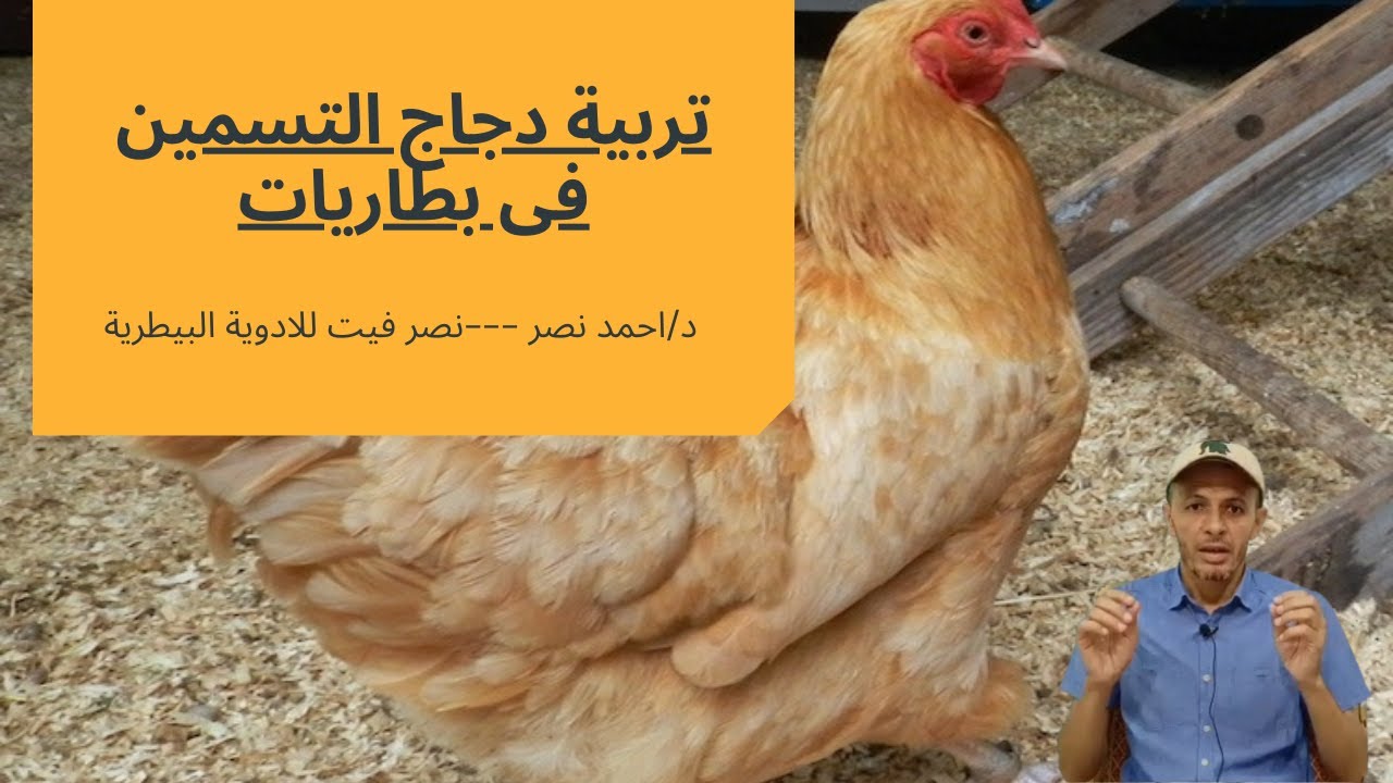 تربية دجاج التسمين فى البطاريات شرح توضيحى لنظام التربية فى البطاريات دواجن التسمين