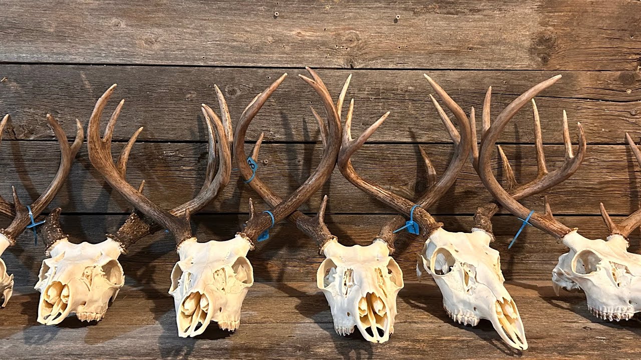 How to Clean a Deer Skull for a Euro Mount 