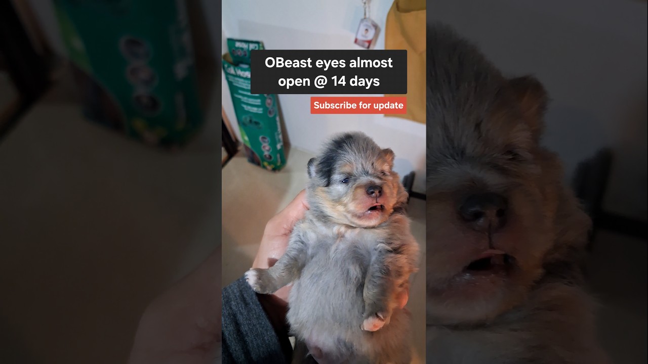 Eyes Almost Open @14 days