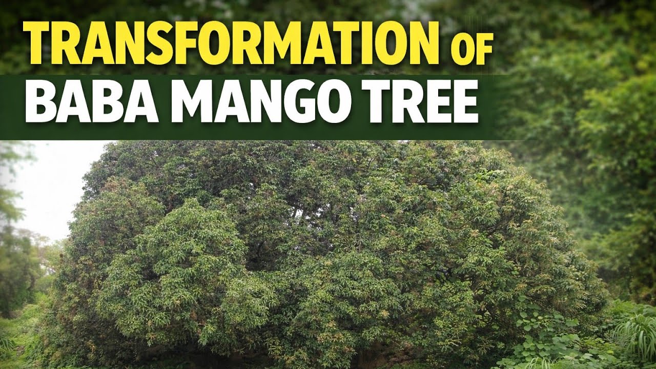Transformation of Baba Mango Tree #avosaibijlee #saibaba #shirdi