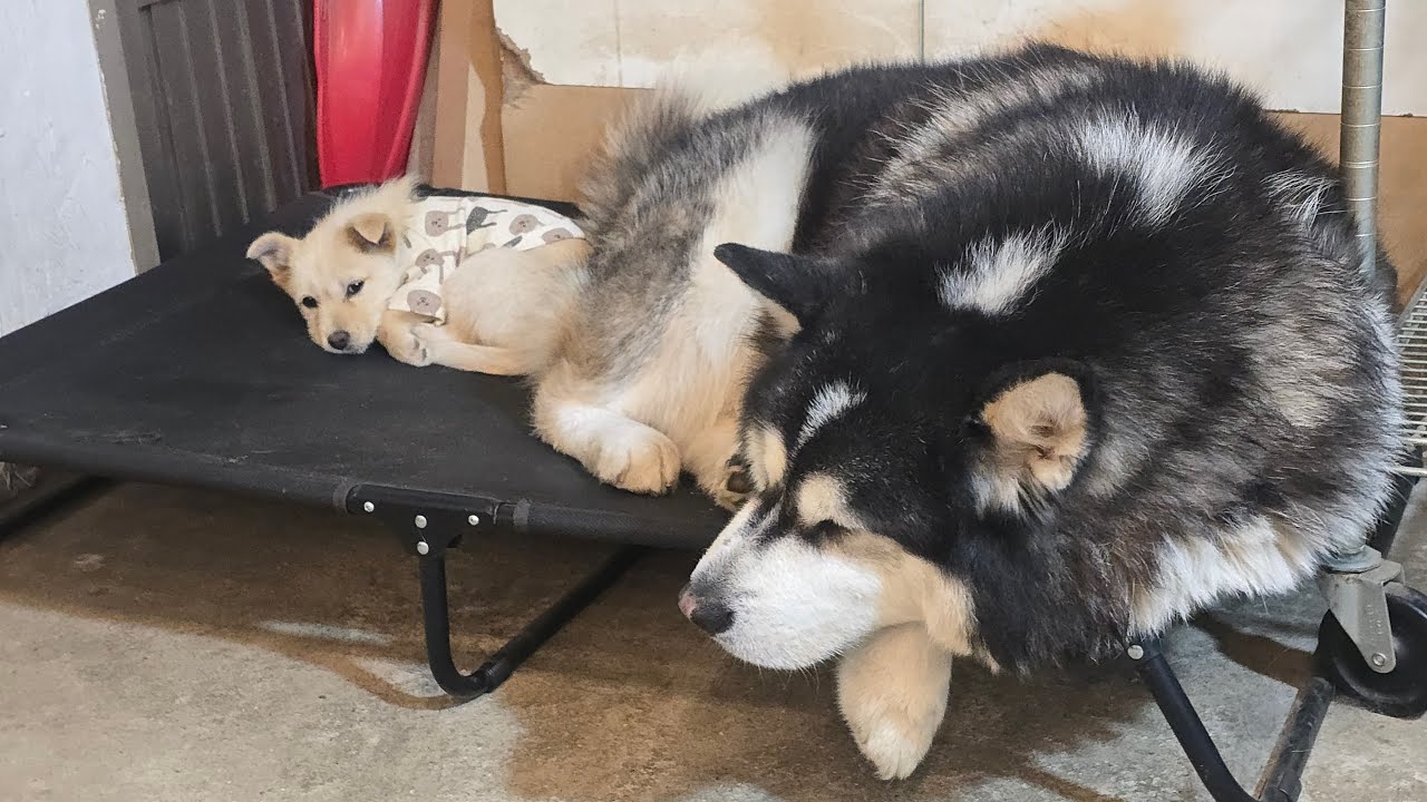 행복만땅 킹댕즈 라방🍀