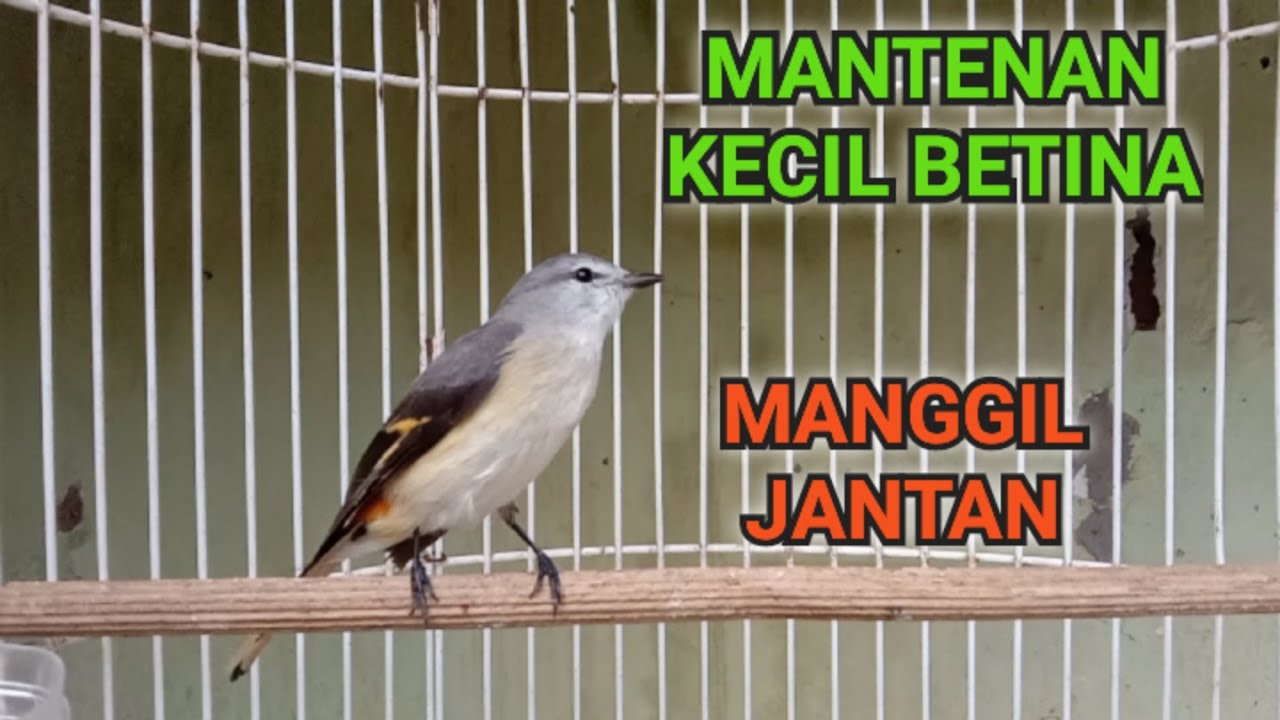 BURUNG MANTENAN KECIL MANGGIL JANTAN UNTUK PANCINGAN @faxxybird