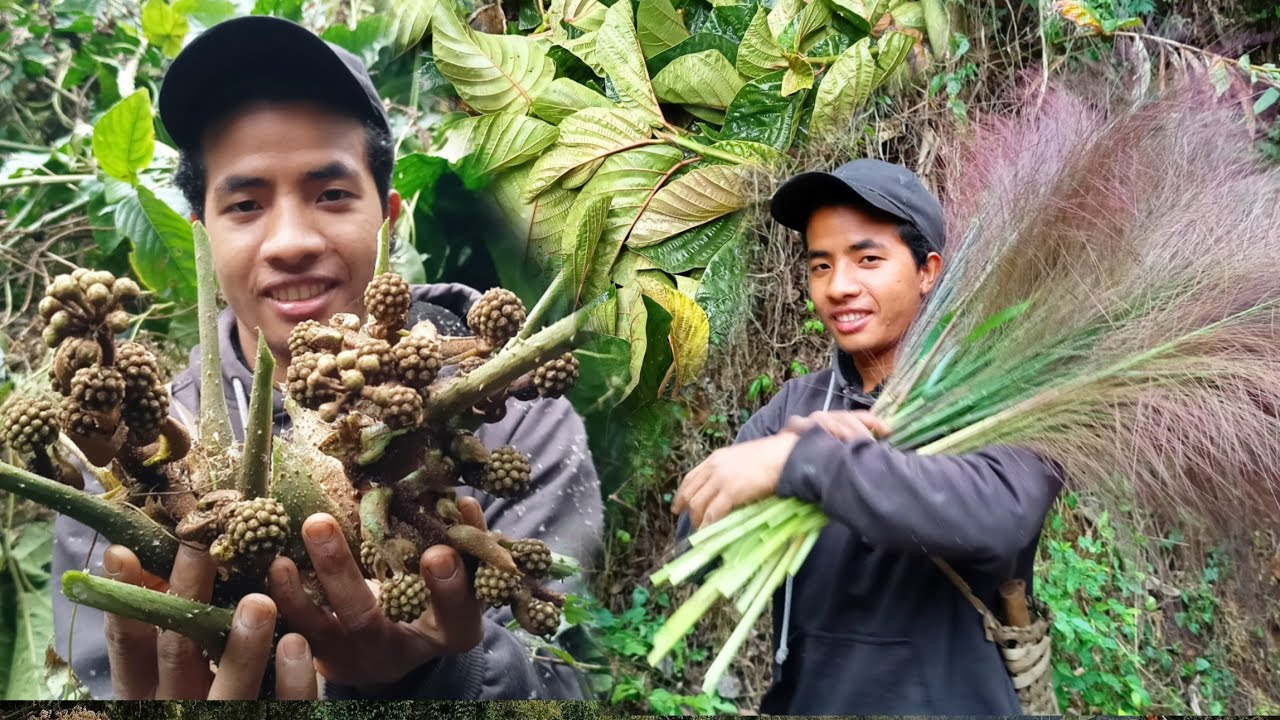 Collecting Wild Brooms and Veggies ( Cooked & Eat )