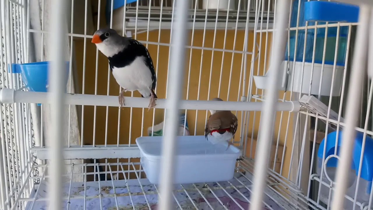 O que aconteceu com o diamante sparrow?