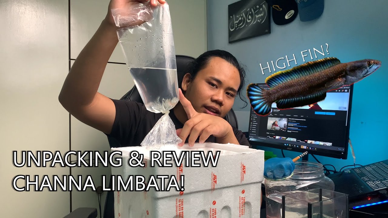 KECIL-KECIL DAH HIGH FIN? | Unpacking Baby Channa Limbata!