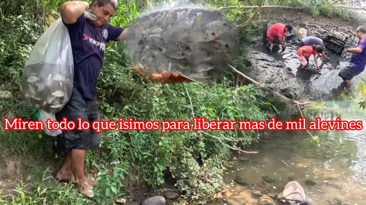 LIBERAMOS MAS DE 1000 ALEVINES 🐟