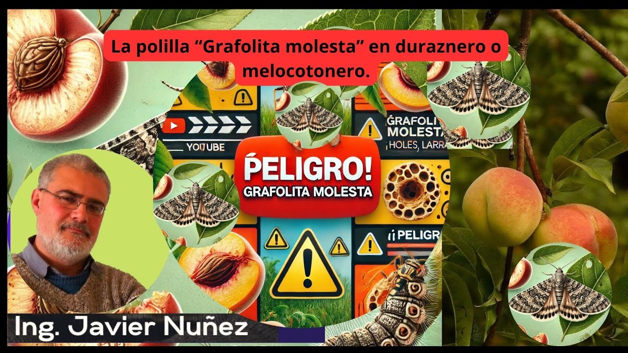 El problema❎ del GUSANO🐛de GRAFOLITA (
