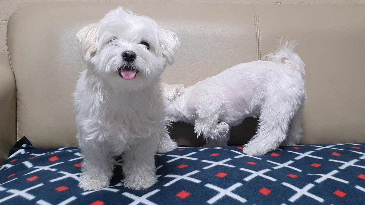 오늘도 큰 웃음 주는 강아지들~^^