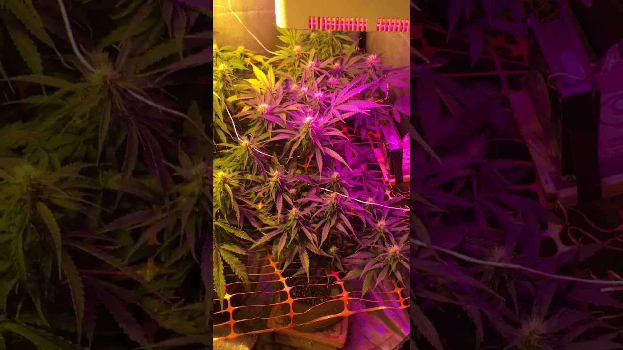 Fase de engorde - LSD y DEEPKUSH