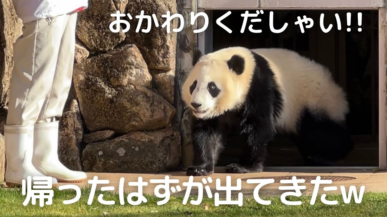 【帰宅速報】やっぱりオチは忘れないw飼育員さんの神誘導で賢く帰る子パンダ楓浜✨
