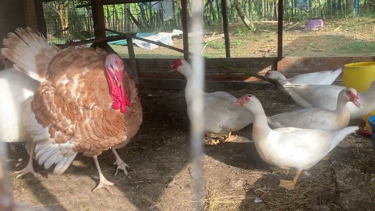 Ayam Belanda Kacau Itik Mengeram