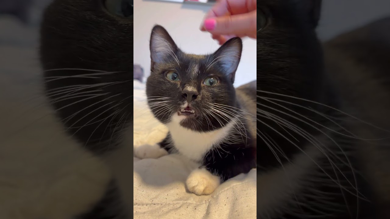 Tuxedo cat showing his teeth while enjoying a good petting session