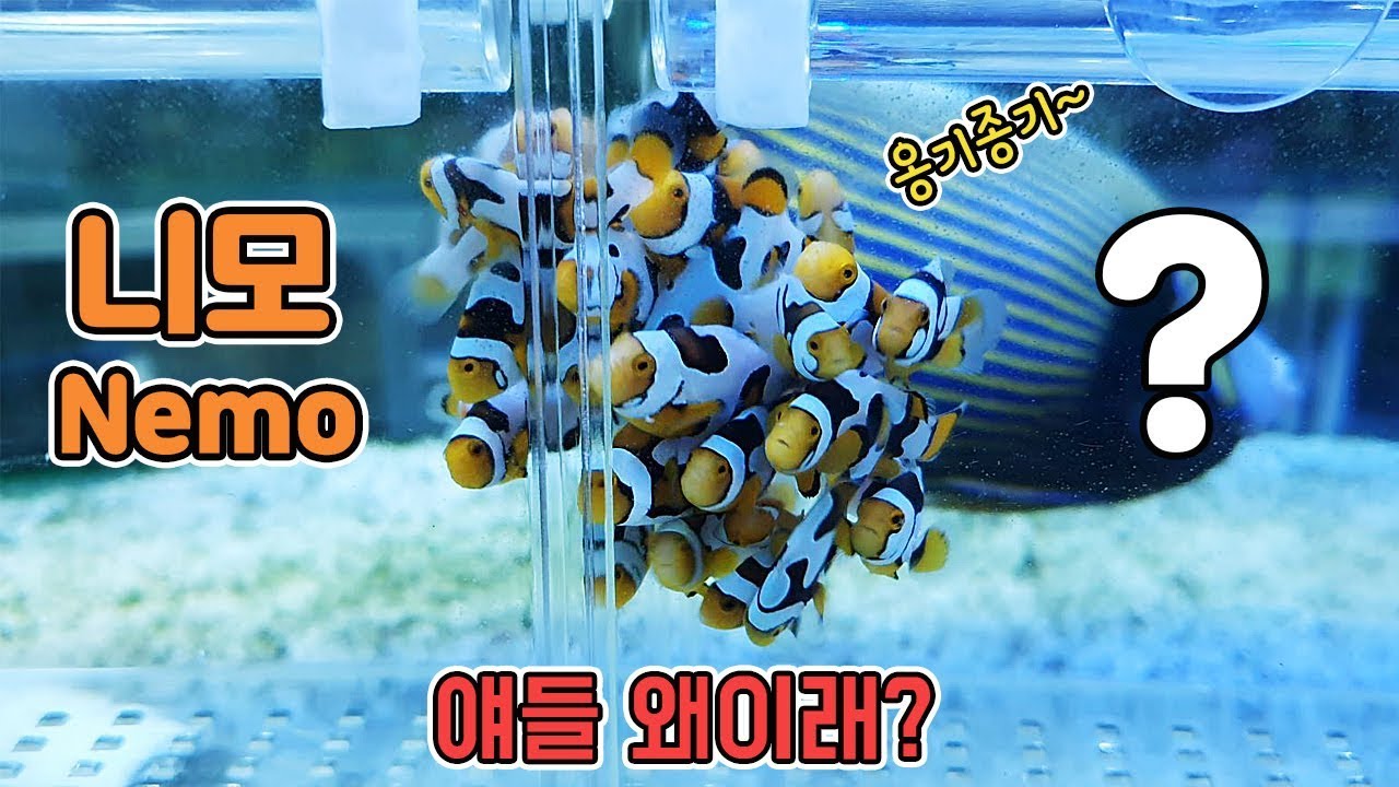 nemo! 독특한 무늬가 매력적인 스페셜니모를 입양했어요! [TV생물도감]