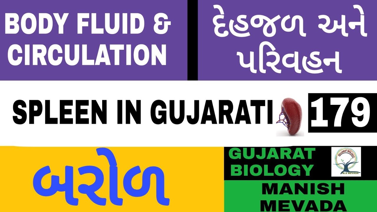 SPLEEN IN GUJARATI || બરોળ