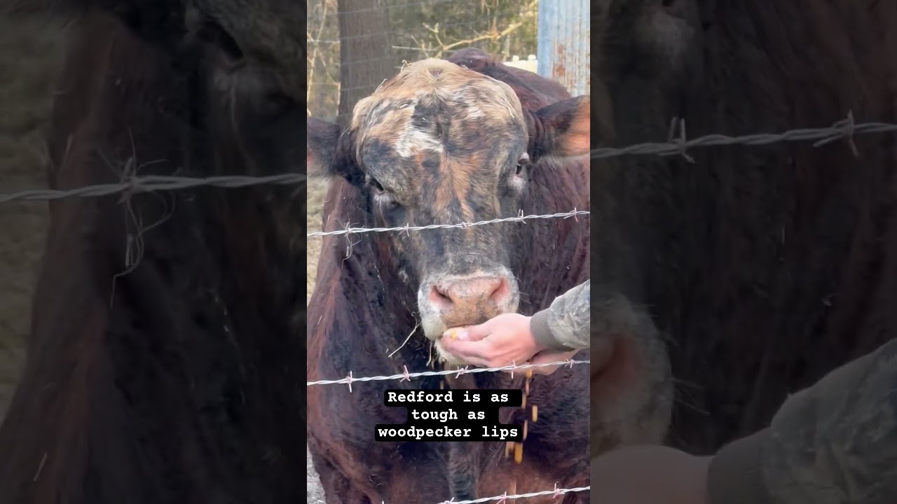 Redford updated. He&rsquo;s thick #rufusthebull #cow #cattlefarm #bull