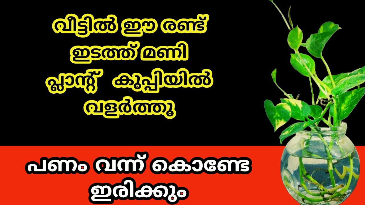 വീട്ടിൽ ഈ രണ്ട് ഇടത്ത് മണി പ്ലാൻ്റ് കുപ്പിയിൽ വളർത്തു .. ജീവിതം രക്ഷപ്പെടും...money plant