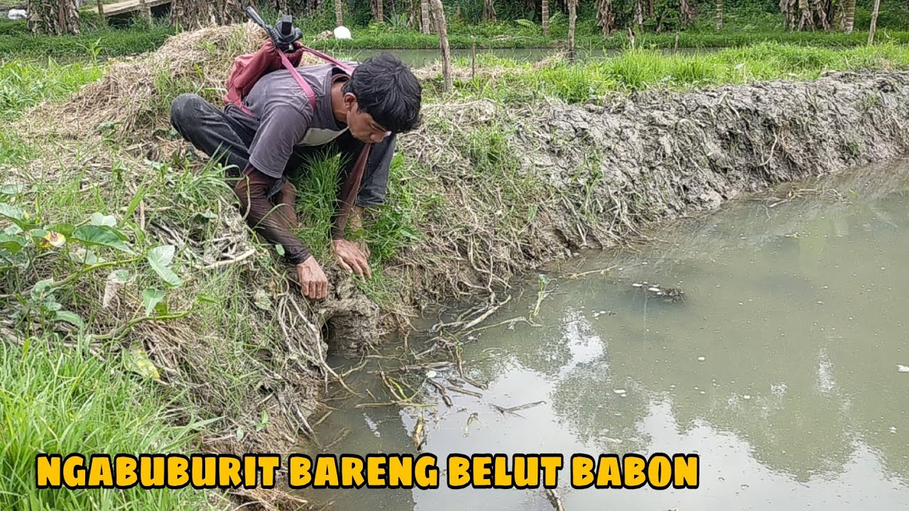 MANCING BELUT KOLAM‼️ NGABUBURIT BERSAMA BELUT-BELUT BABON