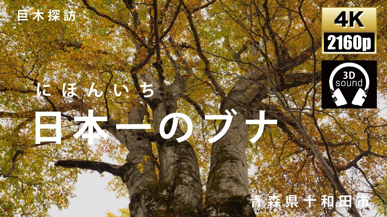 巨木探訪　日本一のブナ　ニドムカムイ
