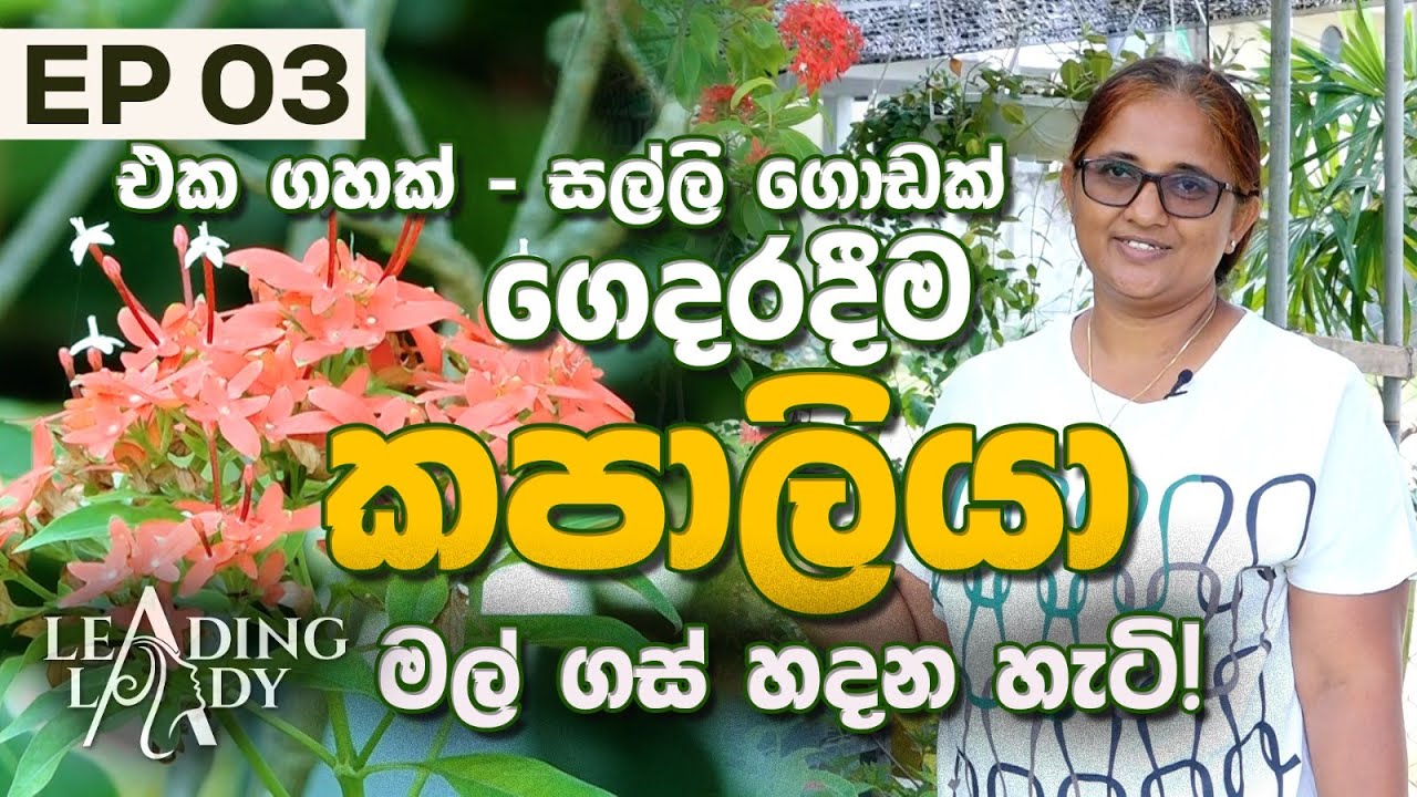 EP 03 එක මල් ගහක් - සල්ලි ගොඩක් - කපාලියා මල් වගාව / Kapaliya Flower Planting