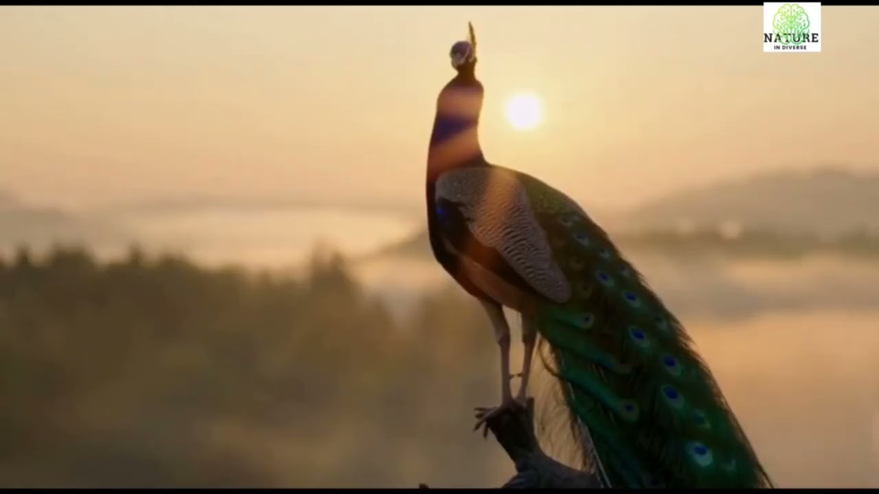 The Evolutionary Force  Behind The Peacock&rsquo;s Stunning Tail