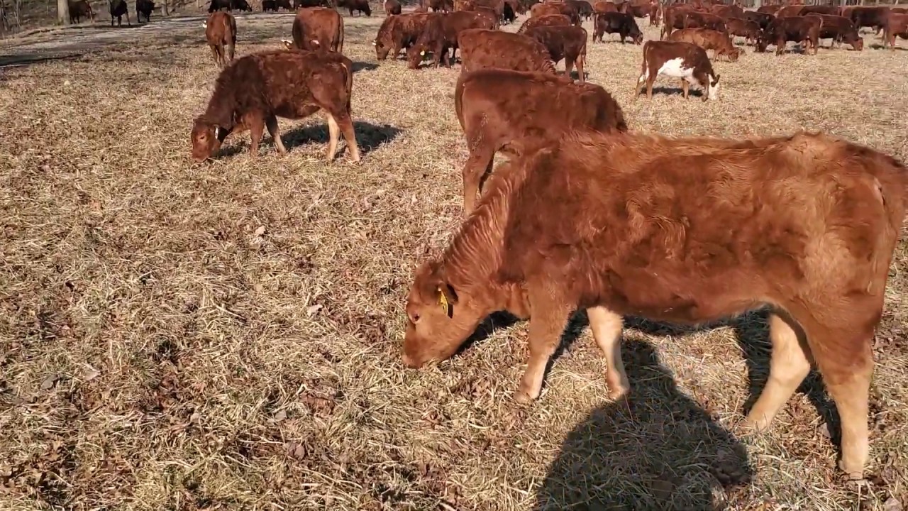 Convert bare dirt to beautiful grass pasture using animals.