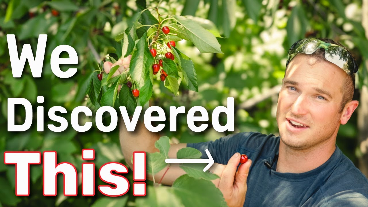 We Discovered a 100 Year Old Wild Cherry Food Forest