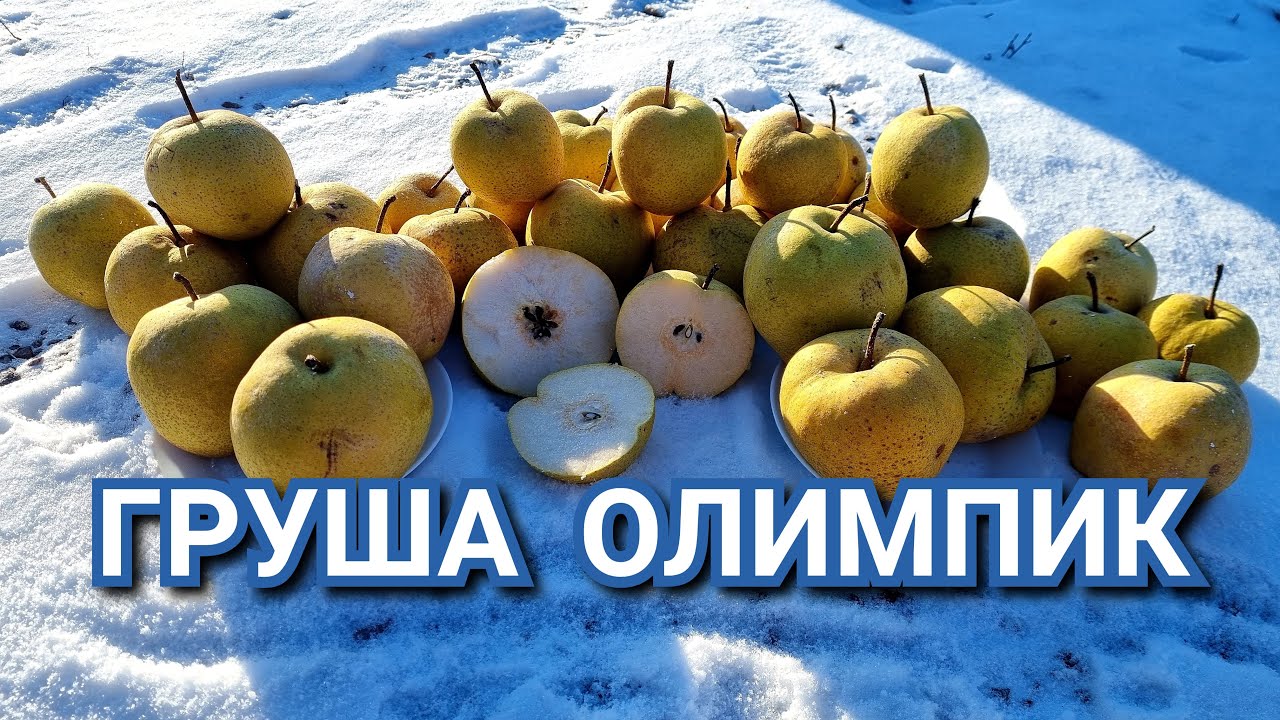 Груша Олимпик /Pears Olimpic