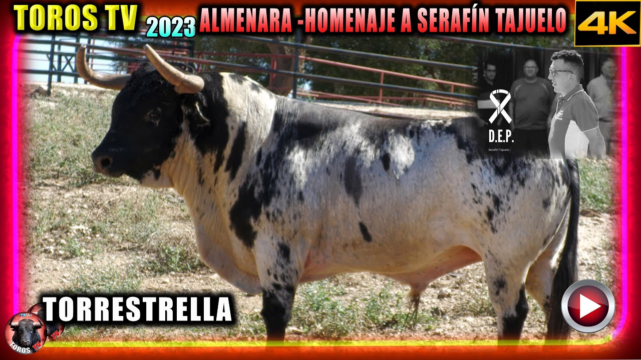 TORO DE TORRESTRELLA en HOMENAJE DE SERAFÍN TAJUELO EL DIA 23/09/2023 A LAS 17,30  Almenara  D.E.P.