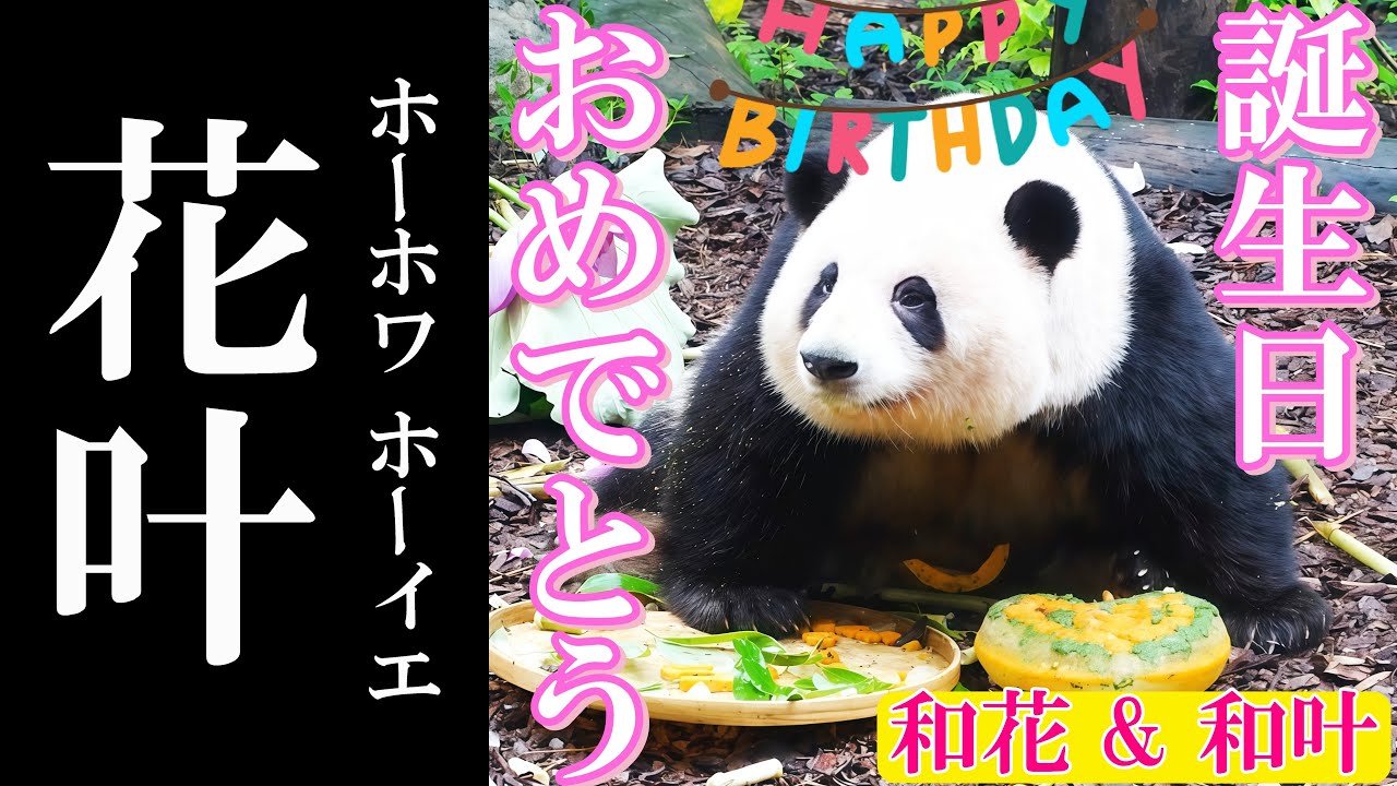 【和花 & 和叶】5歳の誕生日おめでとう‼　5岁生日快乐！　　成都のぱんだ#213 #花花 #和花 #和叶