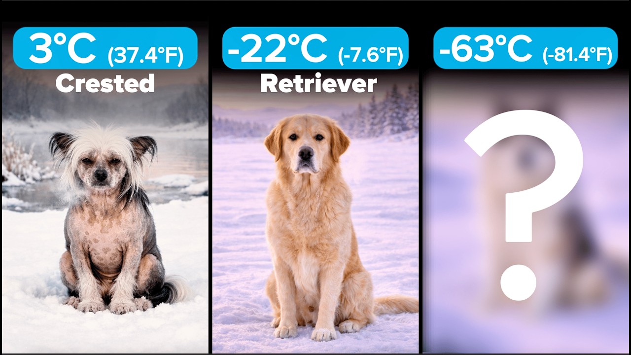Cold Weather Dogs Ranked From Worst to Best