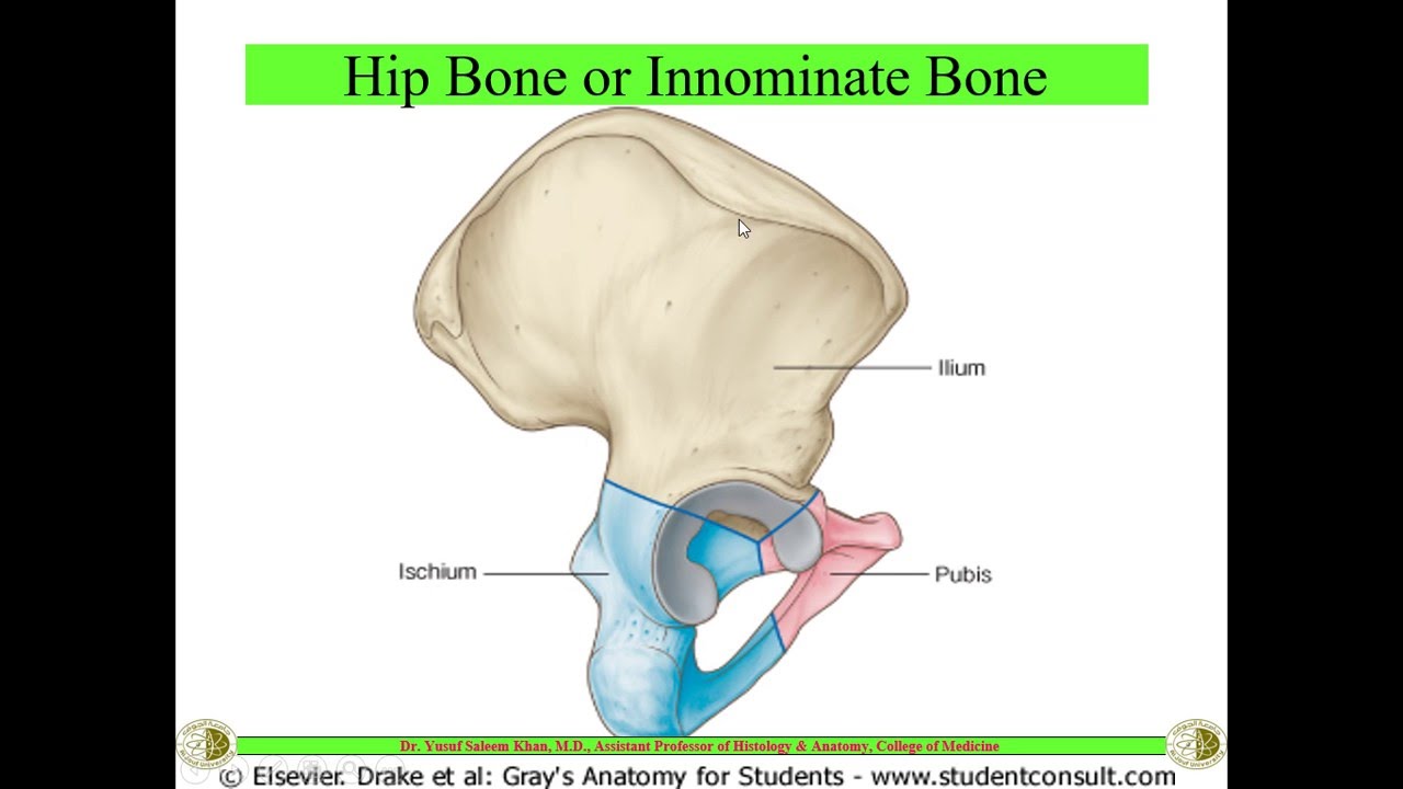 HIP BONE || FEMUR || Osteology || Dr. Yusuf ||