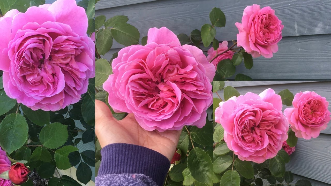 PRINCESS ALEXANDRA OF KENT rose || Spring 2022  first flush, PNW zone 8A