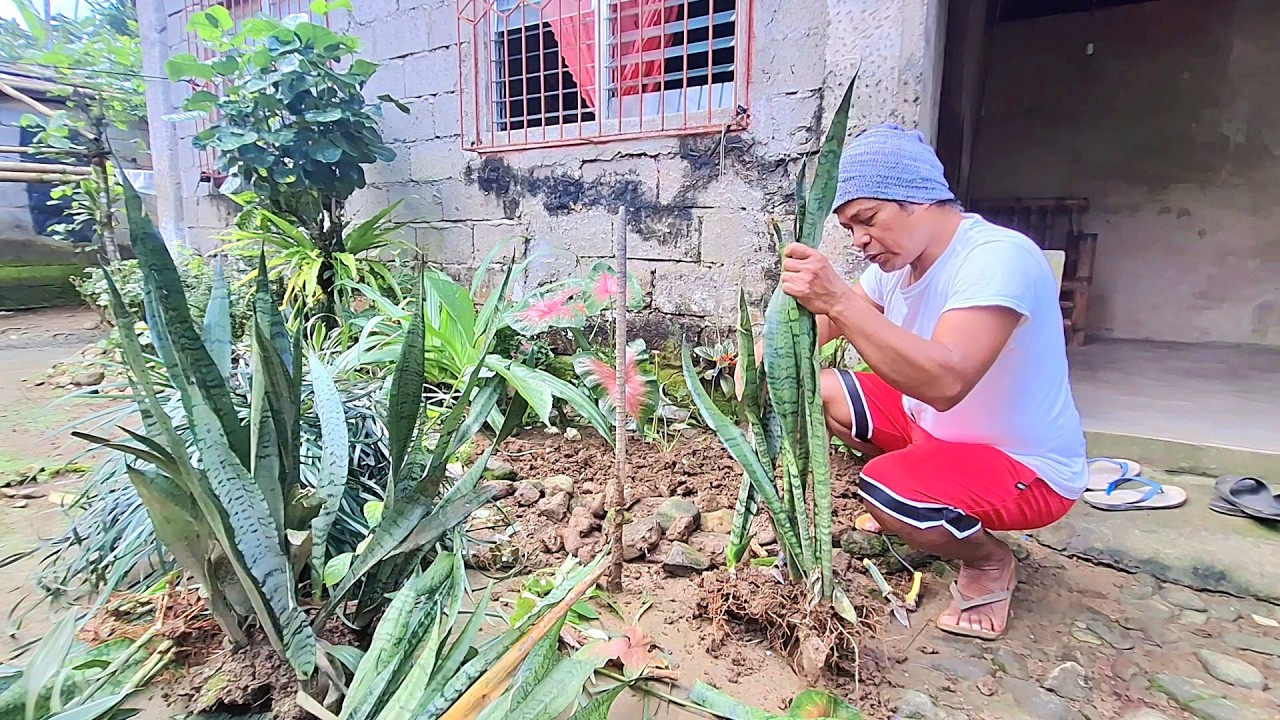 VILLAGE LIFE NANAY'S GARDEN MAKEOVER CONTINUE'S
