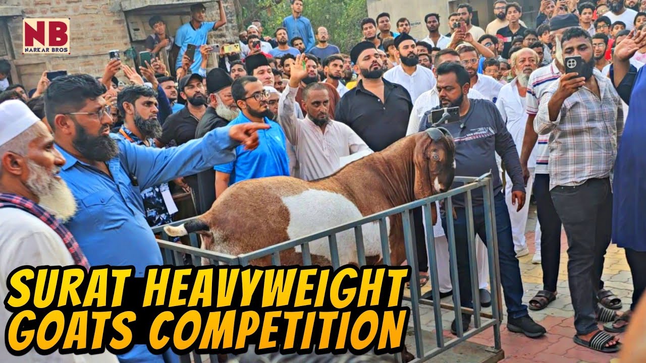 Surat Heavyweight Goats Competition 2025 ● BIGGEST GOATS OF INDIA 🇮🇳♥️